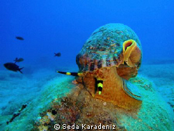 Encounter by chance the Triton in the house reef!!
Olymp... by Seda Karadeniz 